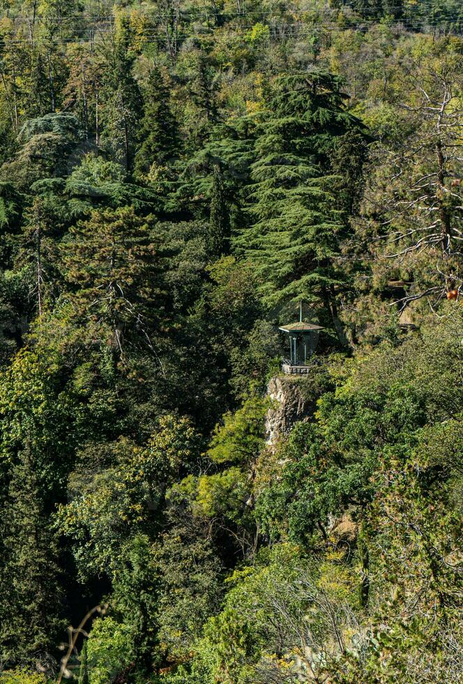 Naturel Contexte avec des arbres photo