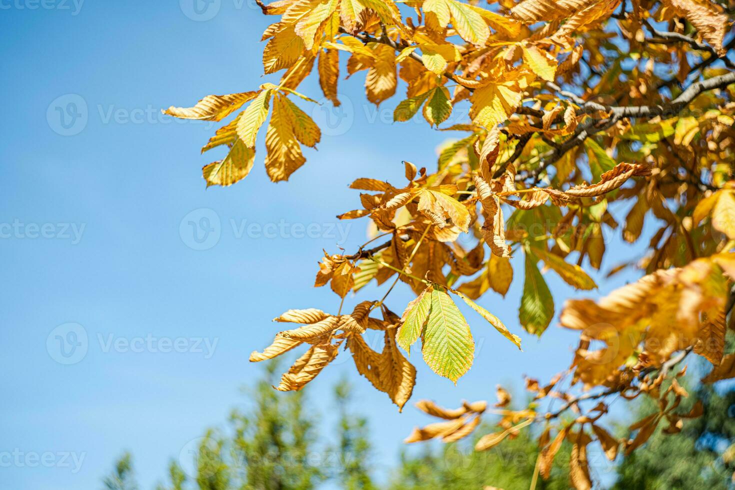 brillant chataîgne arbre Jaune feuilles photo