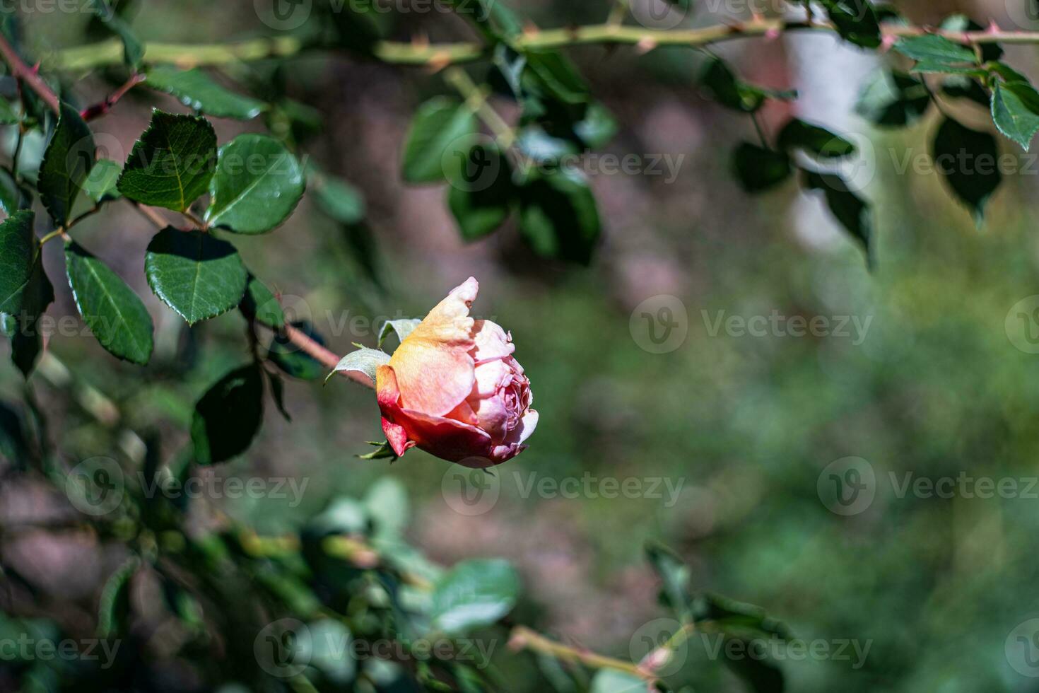 épanouissement Rose fleur dans le jardin photo