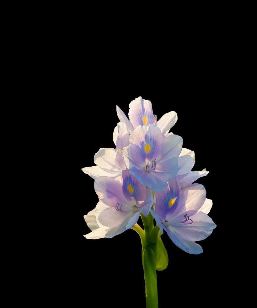 l'eau jacinthe fleur isolé sur noir Contexte photo