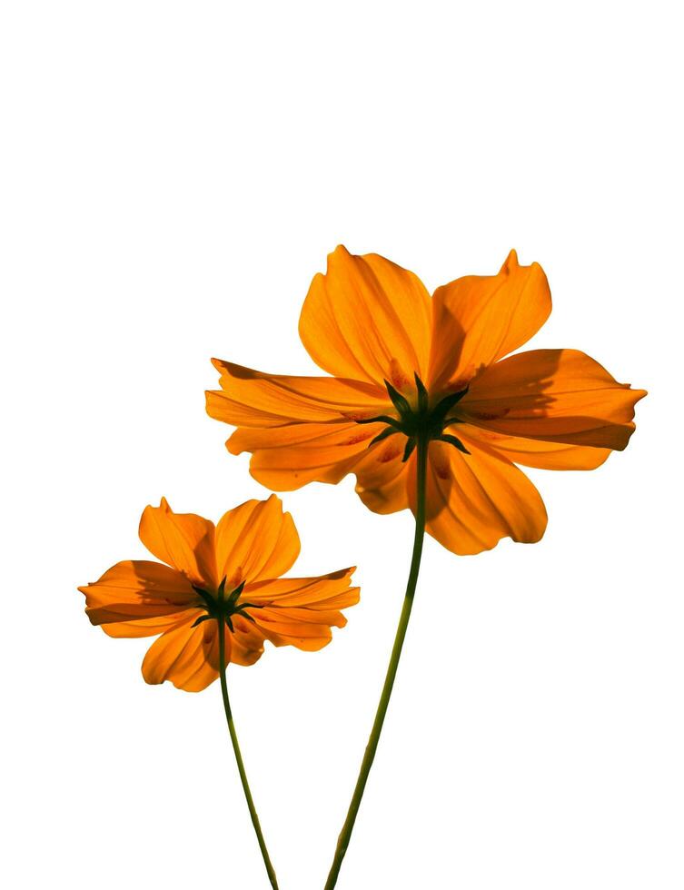 fleur de cosmos orange photo