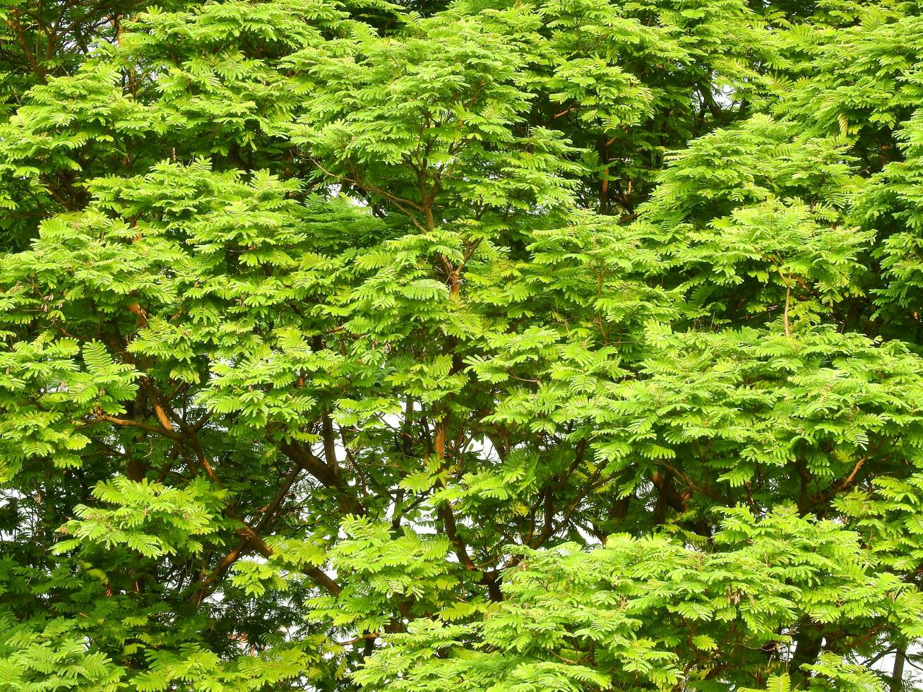 branches de arbre feuille dans le parc photo