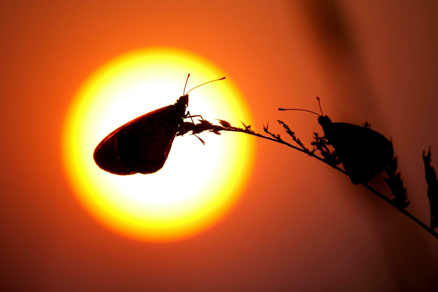 papillons à le coucher du soleil photo