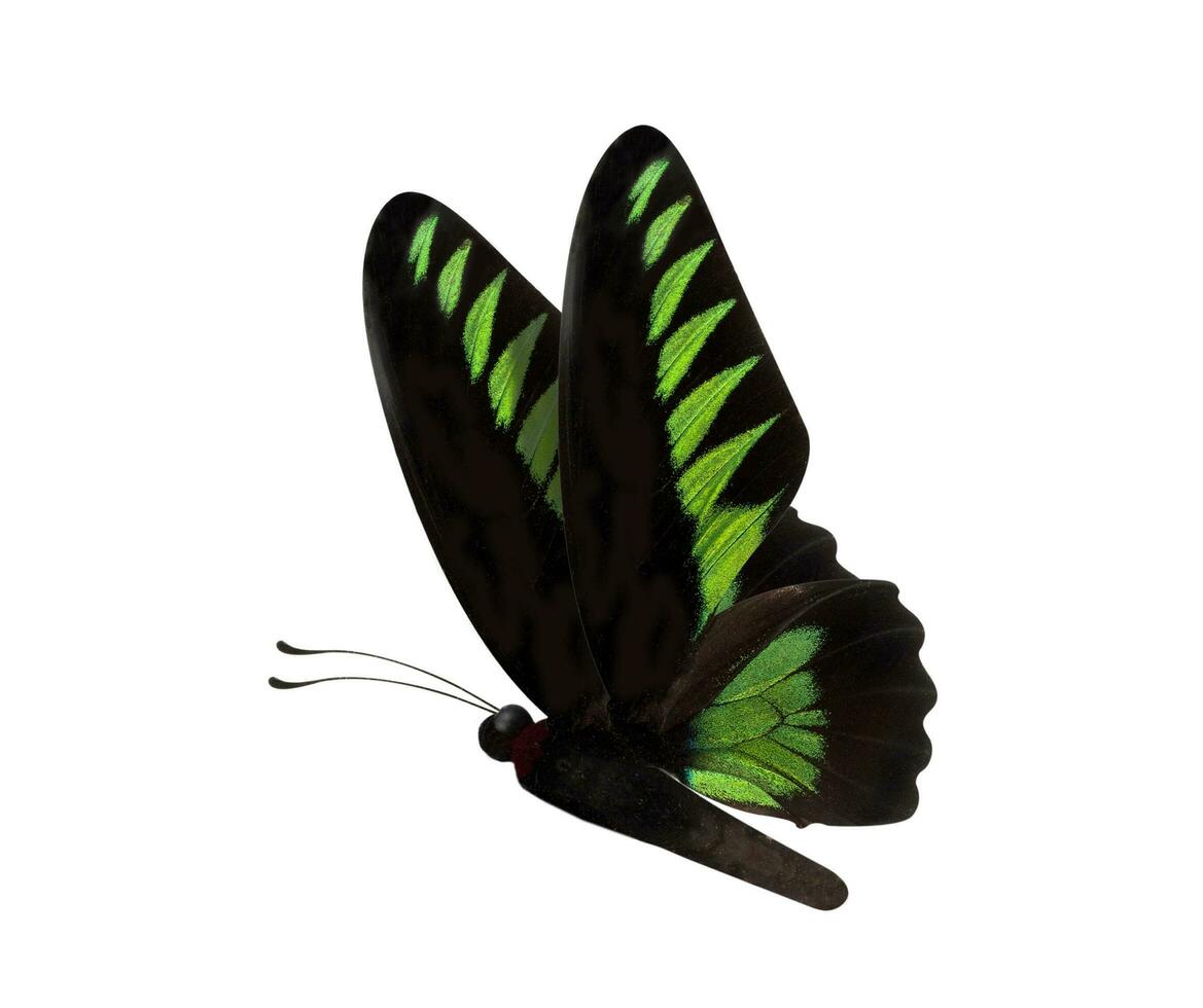 vert papillon trogonoptères brookiana isolé sur blanc backgro photo