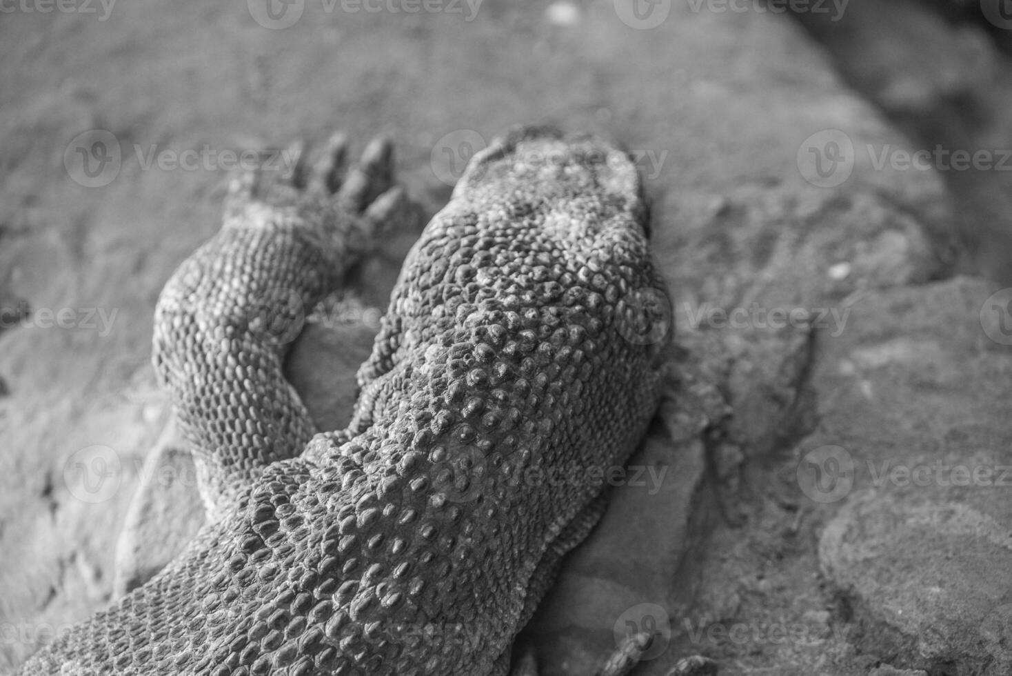 lézards et serpents dans Allemagne photo