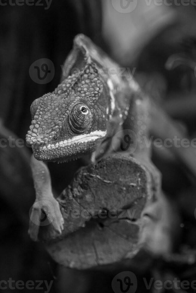 serpents et lézards dans Allemagne photo