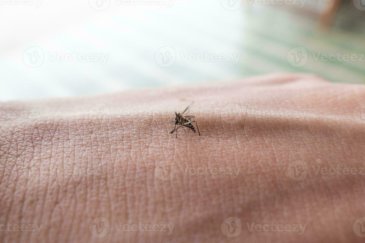 aedes moustique succion de Humain du sang sur peau photo