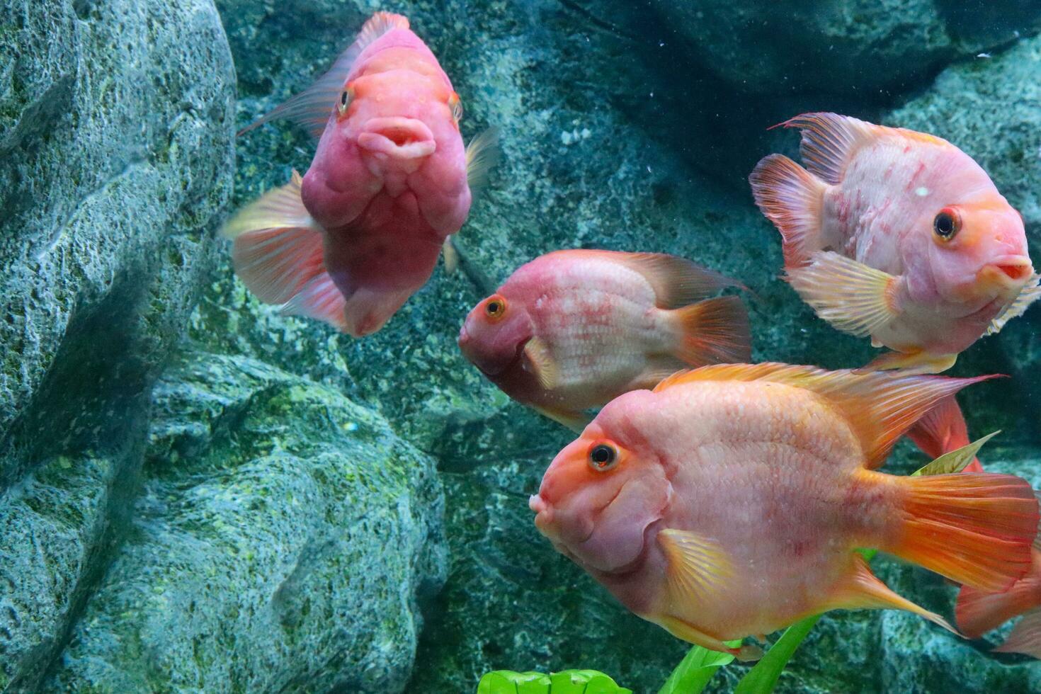 rouge du sang perroquet dans le aquarium, fermer voir. amphilophus citrinellum photo