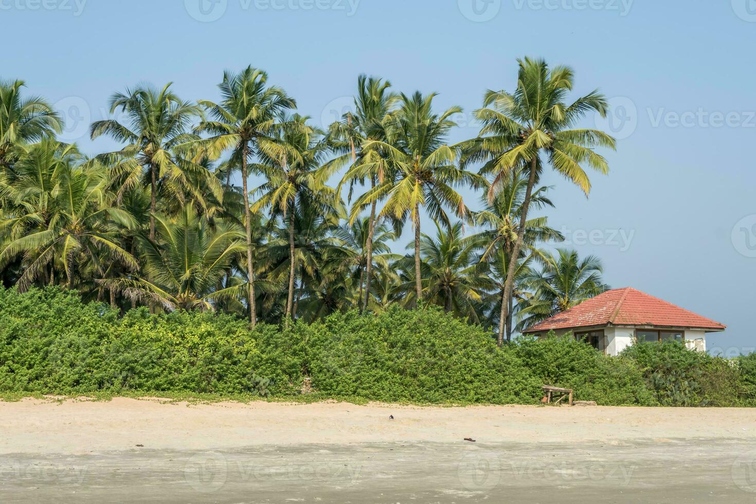 noix de coco des arbres sur océan côte près tropical cabane ou ouvert café sur plage avec transats photo