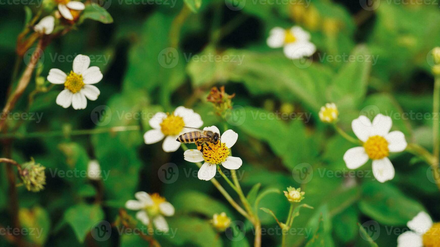 bourdonner abeille alimentation sur nectar de zinnia fleurs sauvages. photo