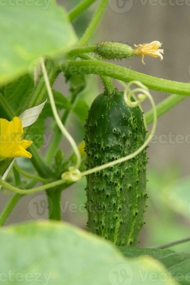 Jeune vert Frais juteux concombre grandit dans le jardin photo