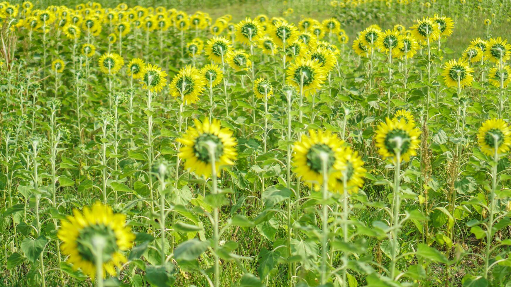 retour de tournesol champ Naturel Contexte. tournesol épanouissement. photo