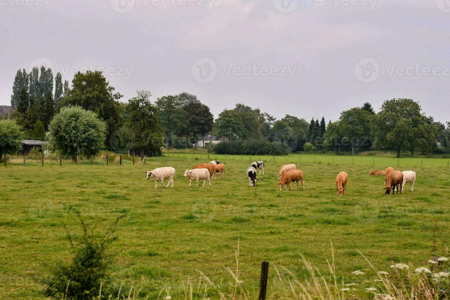 vaches dans un champ photo