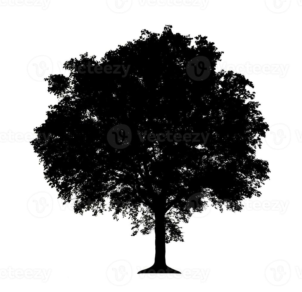 silhouette d'arbre pour pinceau sur fond blanc photo