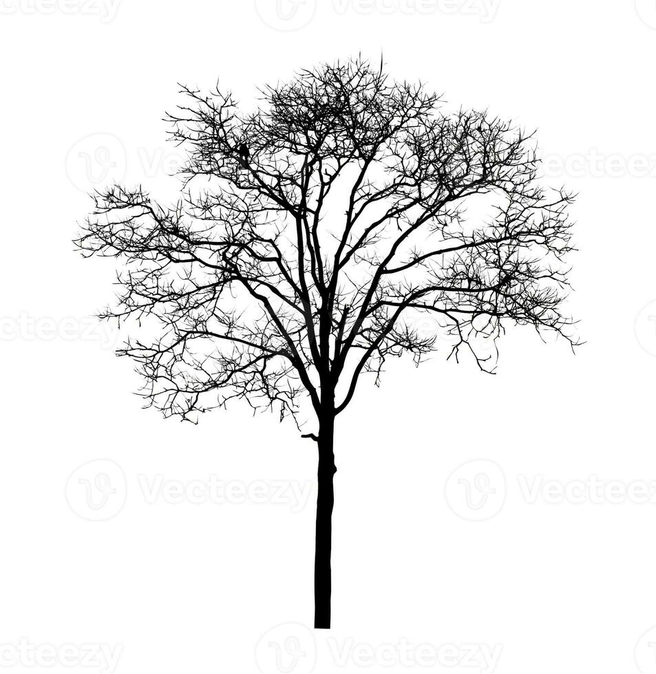 silhouette d'arbre pour pinceau sur fond blanc photo