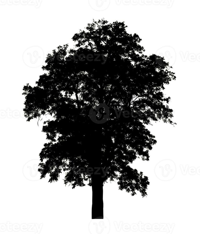 silhouette d'arbre pour pinceau sur fond blanc photo