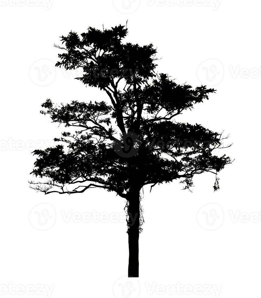 silhouette d'arbre pour pinceau sur fond blanc photo