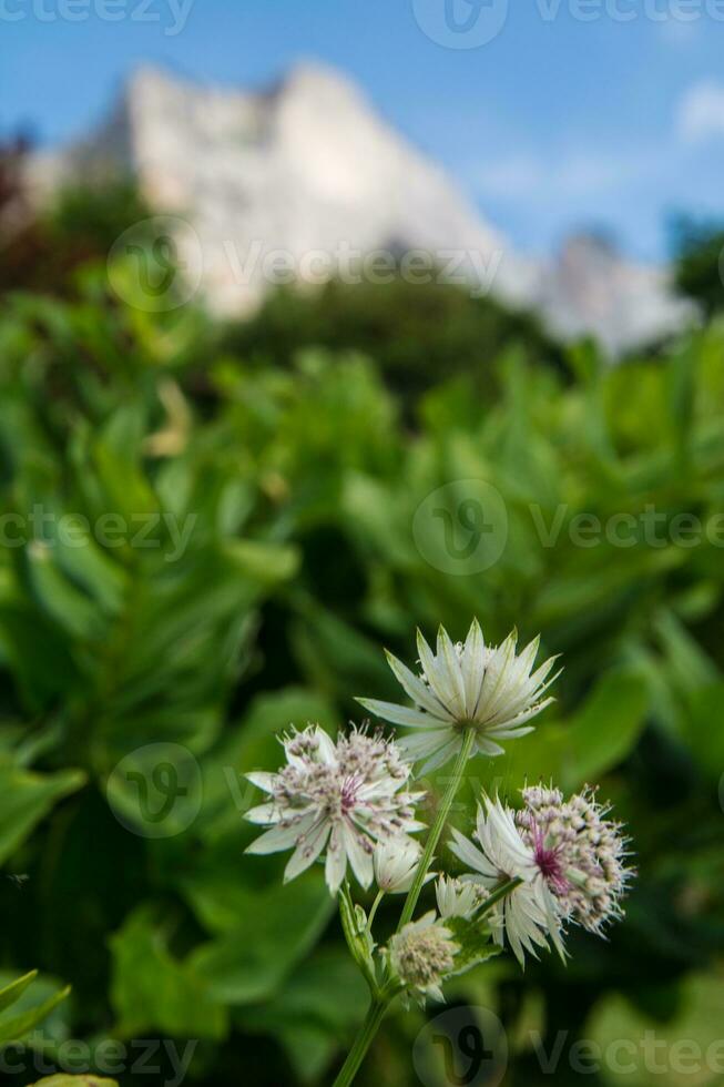 astrantia Majeur ,Isère,France photo