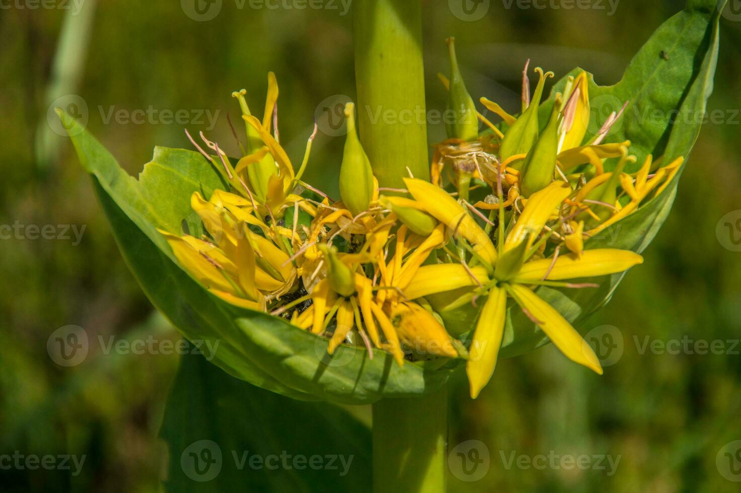 gentiane lutea,jasserie de Colleine, Loire, France photo