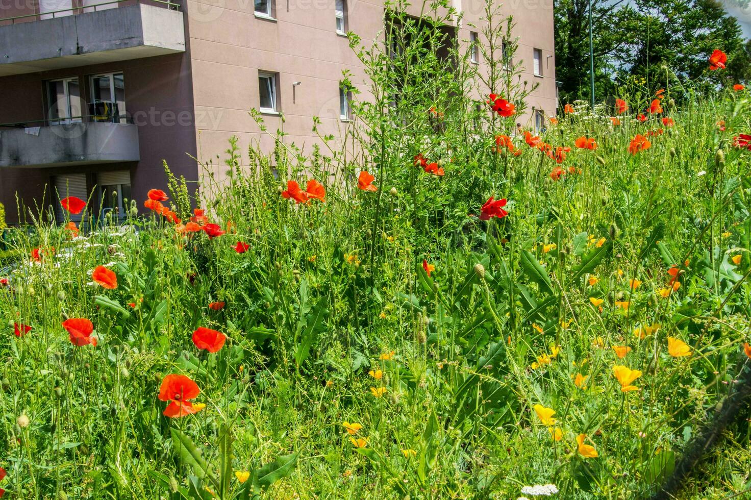 fleurs, sainte Étienne, loire,france photo