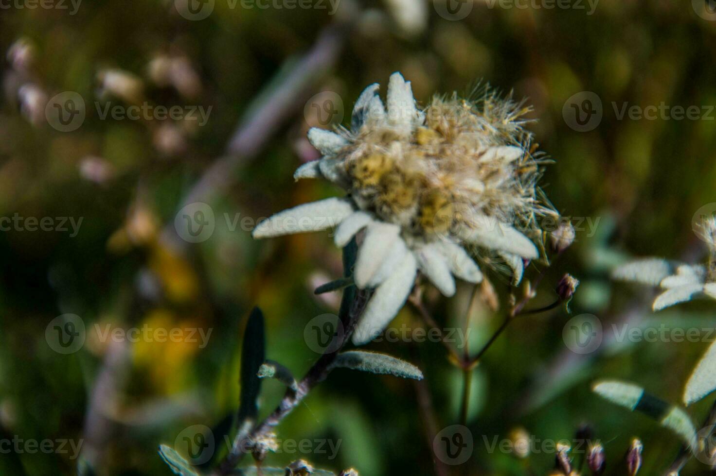 edelweiss dans Suisse photo