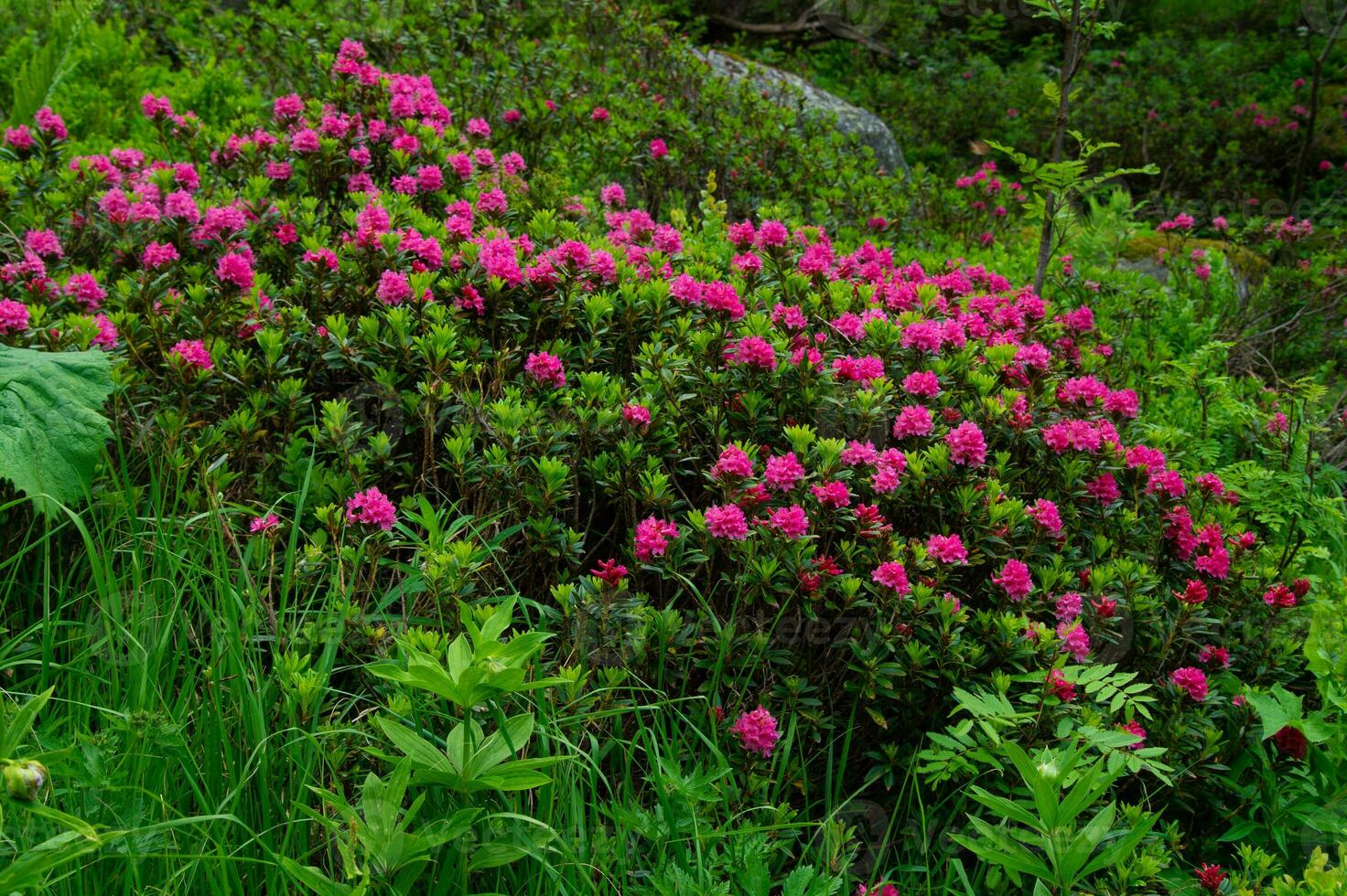 rhododendron, chamonix,haute savoie,france photo