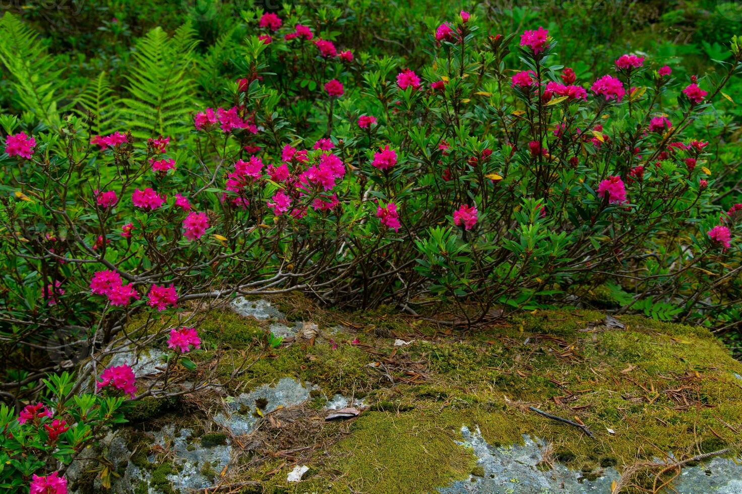 rhododendron, dans chamonix,haute savoie,france photo