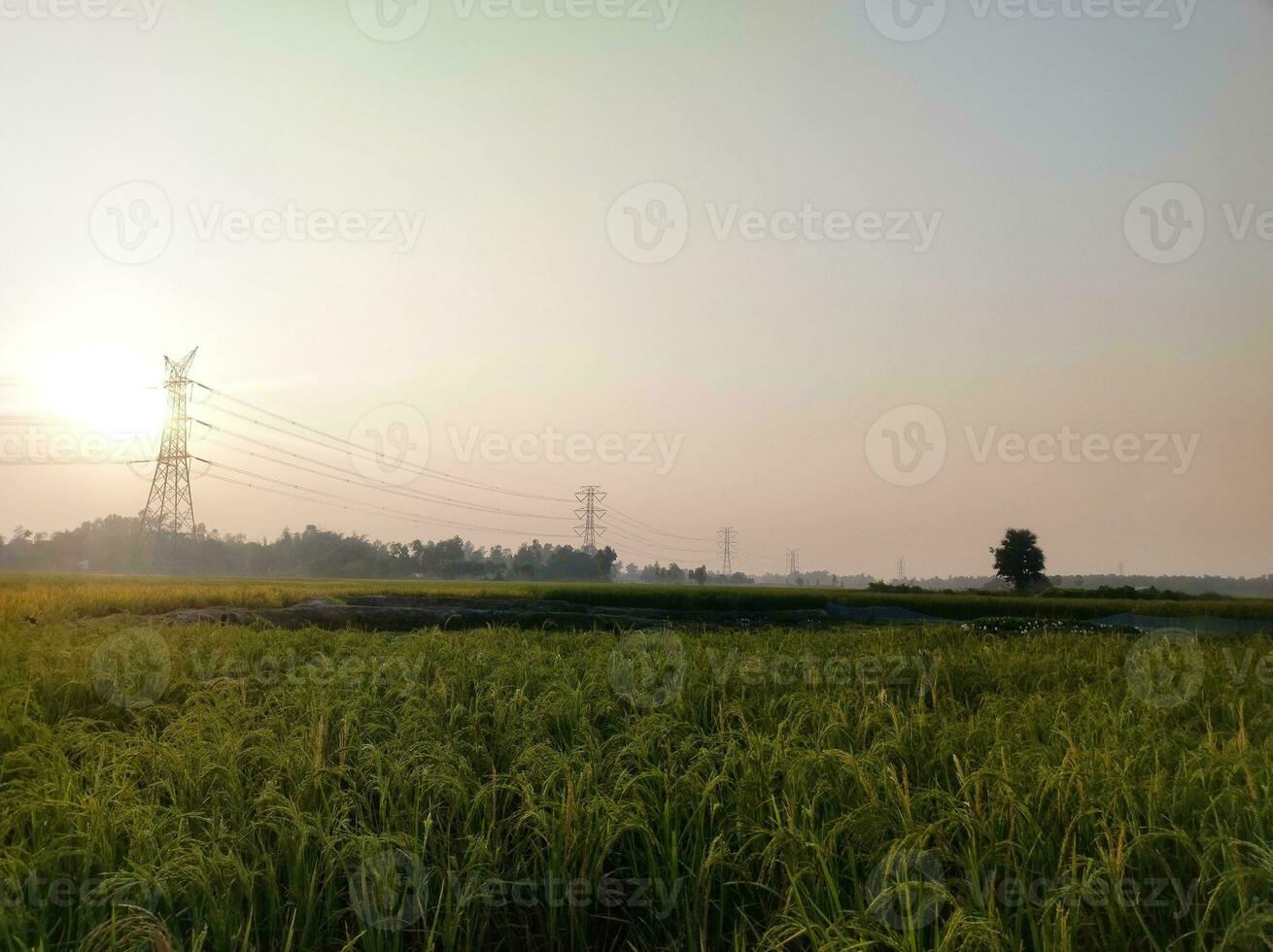 paddy des champs et électricité poteaux photo