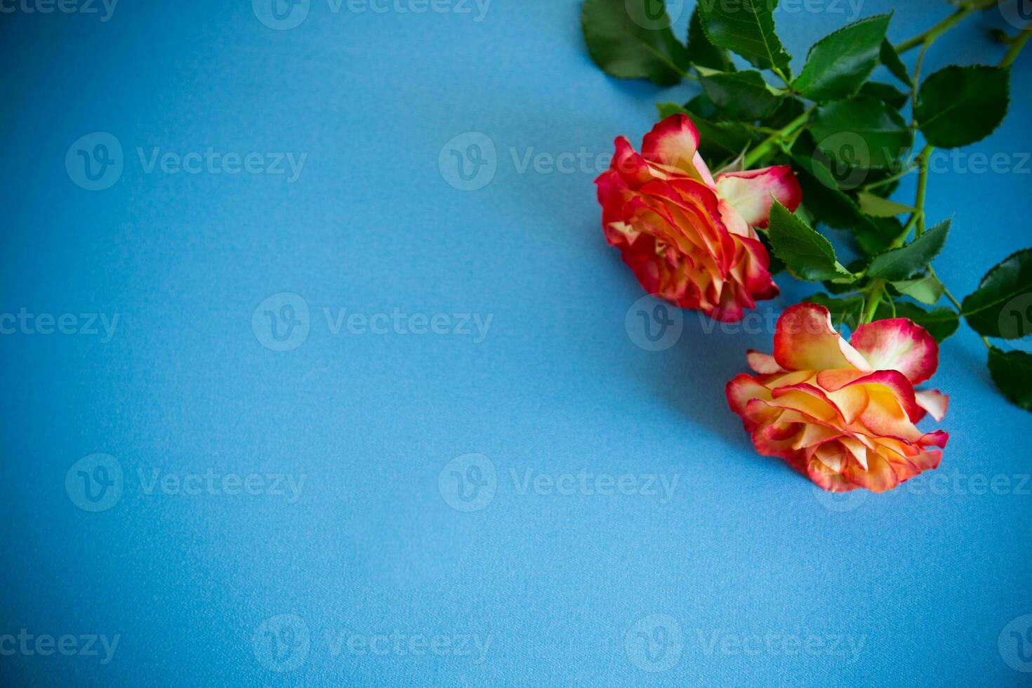 rouge magnifique épanouissement Rose sur bleu Contexte photo