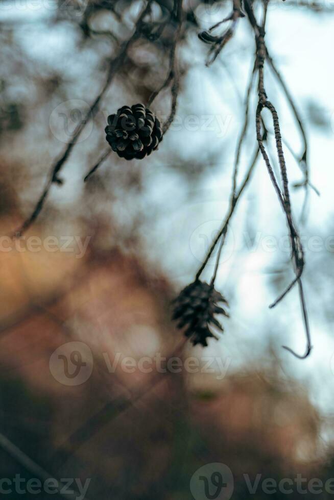 des graines pendaison de le branches de une arbre avec une magnifique ciel dans le Contexte. photo