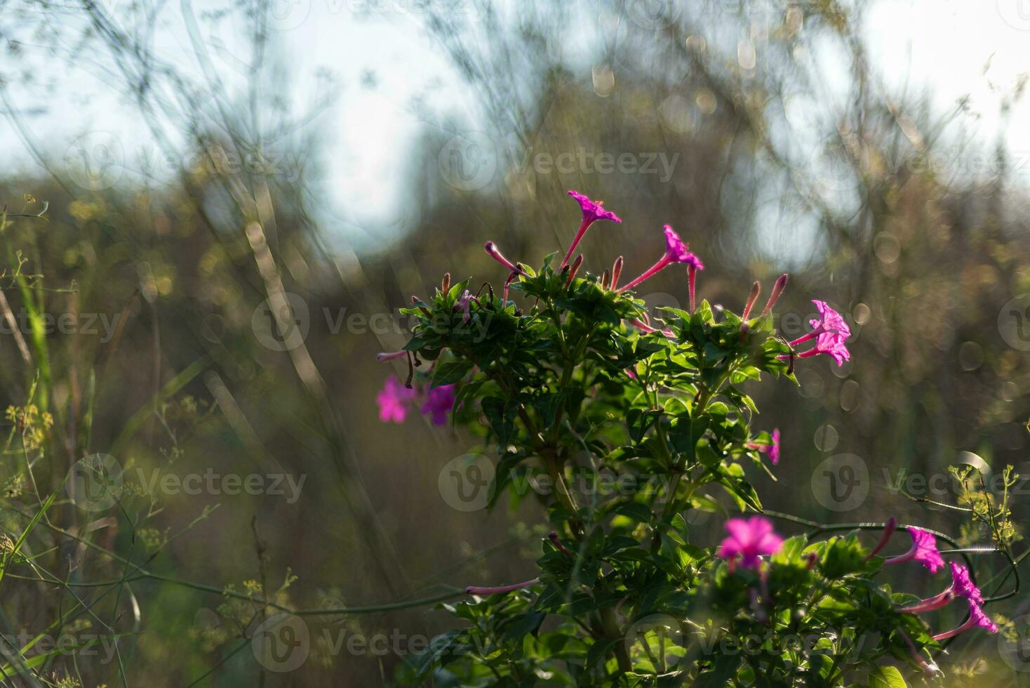 sauvage les plantes avec magnifique lilas fleurs dans le forêt, dans le Matin. photo