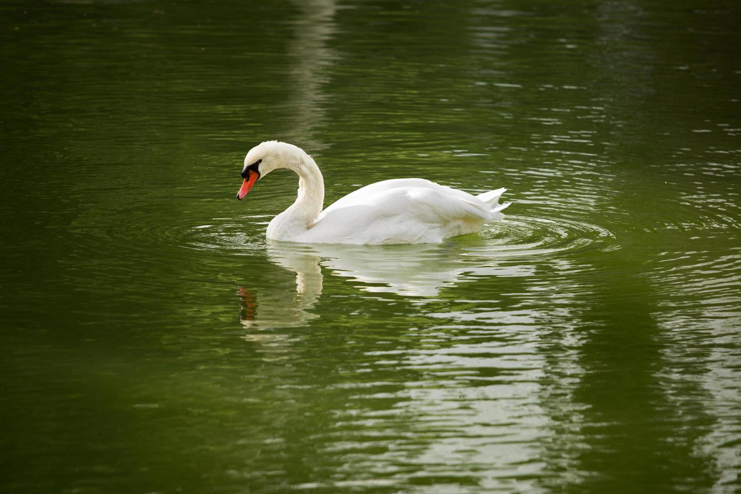 le cygne blanc nage sur l'eau photo