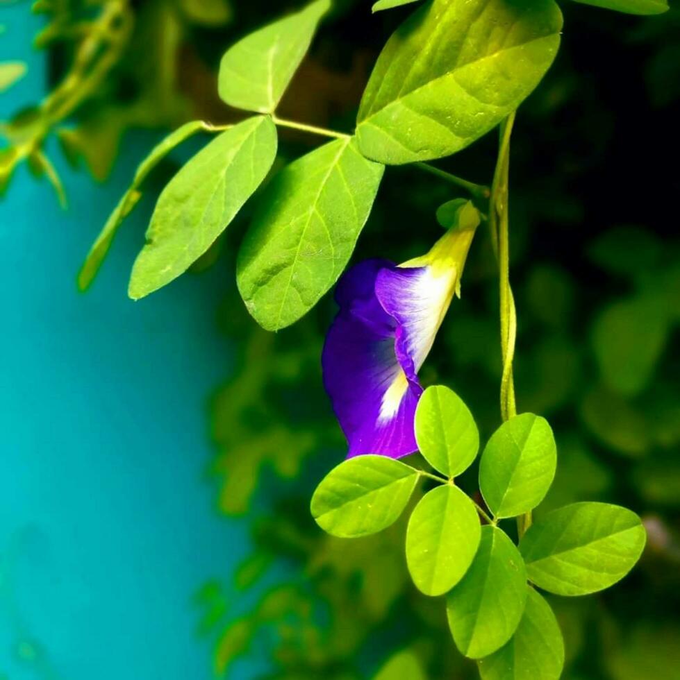 magnifique épanouissement fleur photo