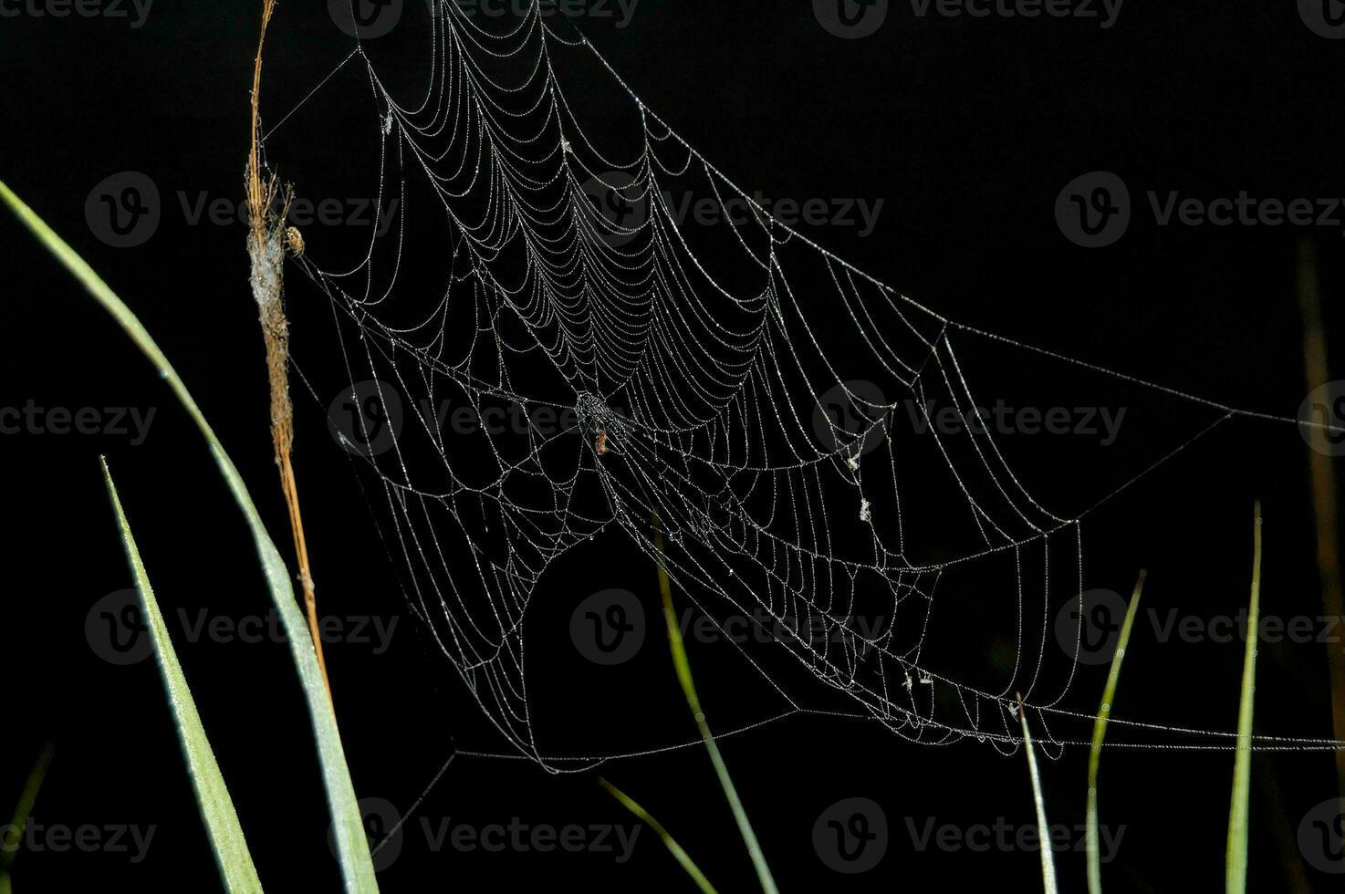 araignée sur noir Contexte photo