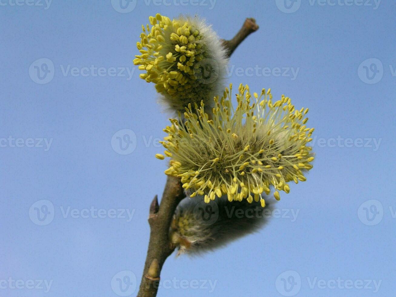 ressuscité épanouissement inflorescences chatons houx saule dans de bonne heure printemps photo