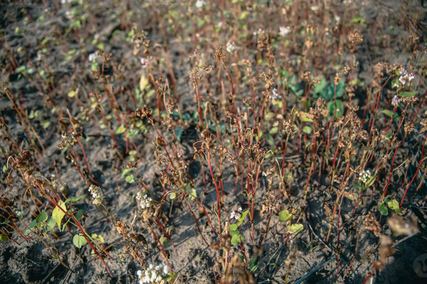 sarrasin après gel. congelé feuilles et fleurs de sarrasin. les plantes après tranchant du froid instantané. mort les pièces de les plantes après gel. détruit cultures, effondrer de entreprise. problèmes de agronomie photo