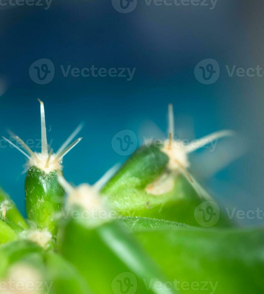 petit vert cactus avec courbé aiguilles sur une bleu Contexte. sans prétention plante. cactus se soucier et transplantation photo