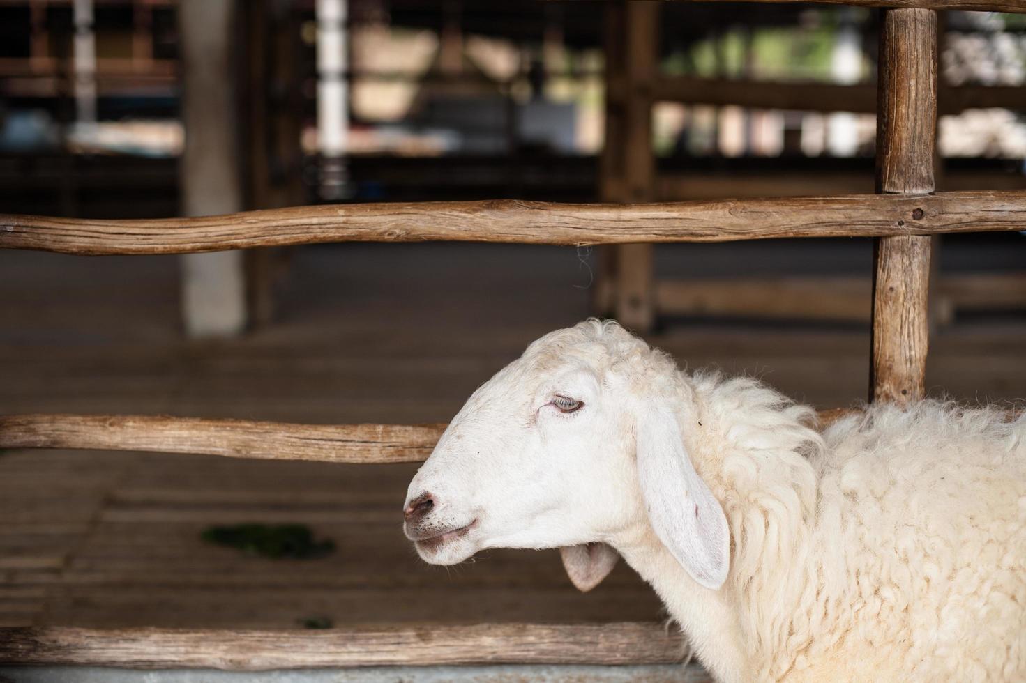 moutons à la ferme photo