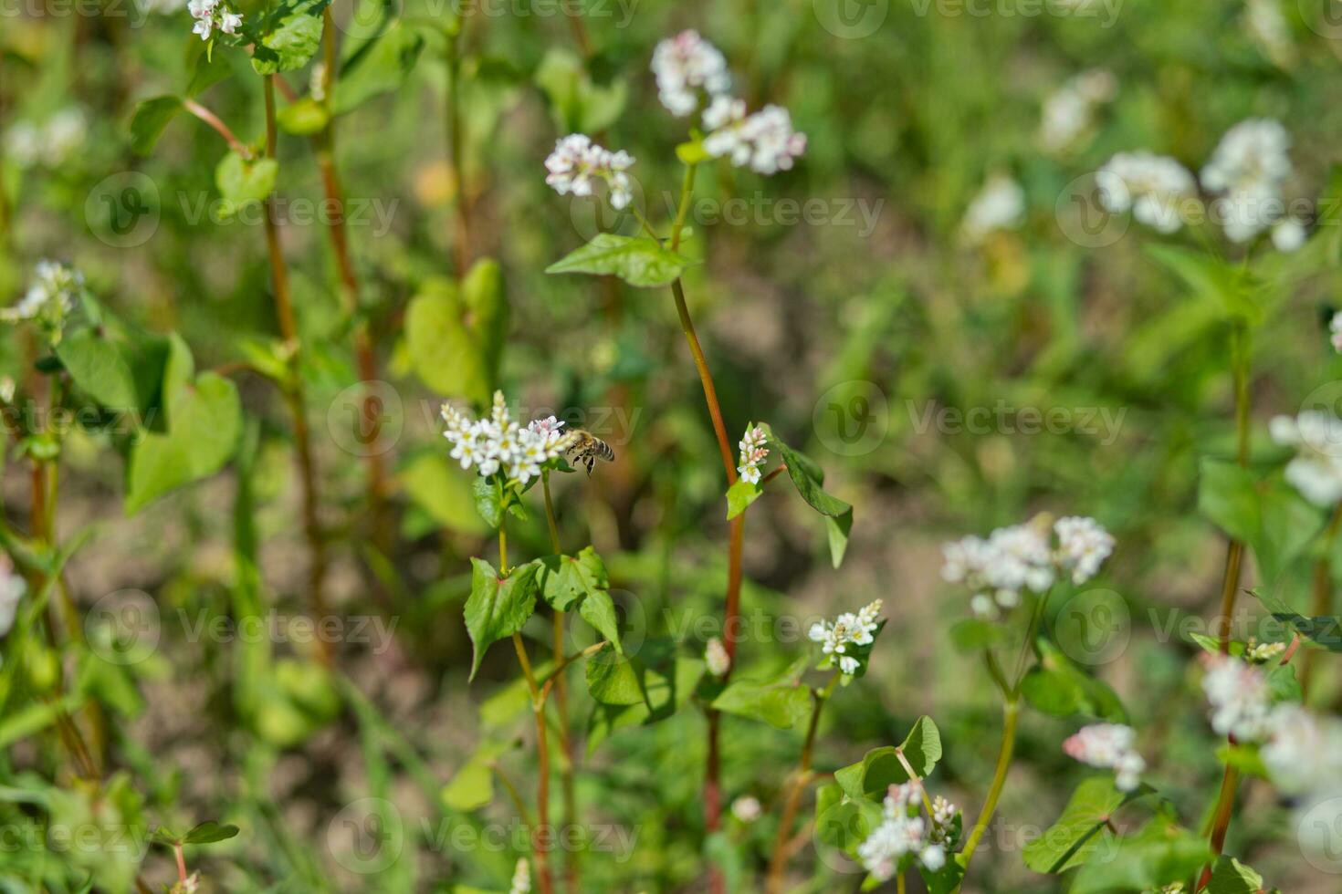 champ de sarrasin sur une Contexte de une orageux ciel. sarrasin, fagopyrum esculentum, Japonais sarrasin et coque argentée sarrasin épanouissement sur le champ. fermer fleurs de sarrasin photo