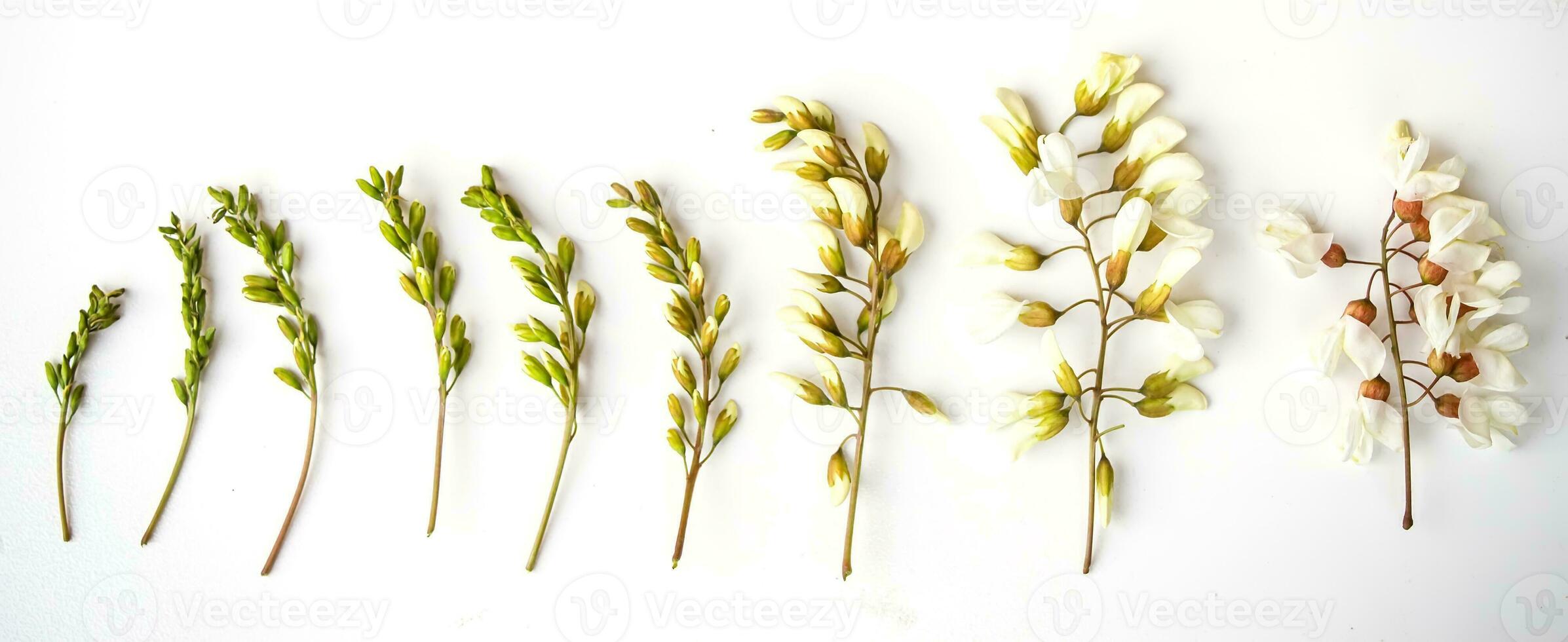 brins de acacia fleurs sur une blanc Contexte. étapes de floraison de acacia. bourgeons et fleurs de Frais acacia. photo