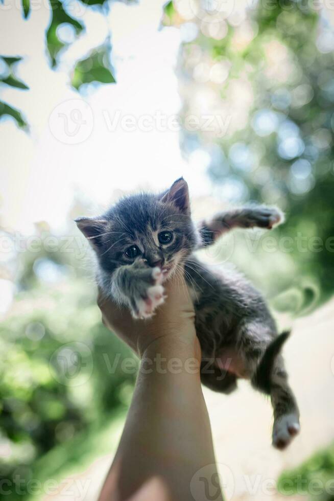 petit gris effrayé chaton dans le mains de une petit enfant sur le Contexte de arbre feuilles photo