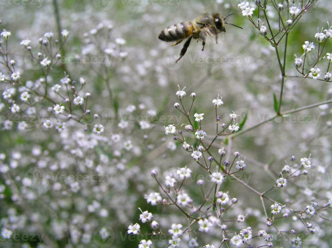 blanc fleurs gypsophile paniquer de bébé haleine, commun gypsophile, pris de panique la respiration du bébé fermer contre le Contexte de le Terre vue de au-dessus de. médicinal les plantes de L'Europe  dans juillet. photo