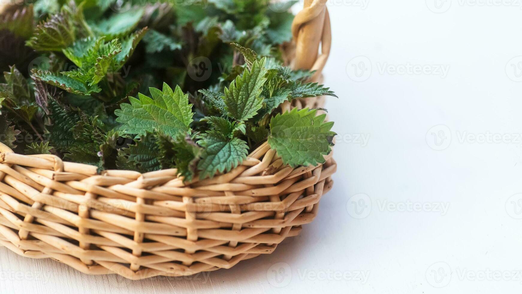 collecté dans un écologiquement amical endroit orties. ortie buisson dans une osier panier. endroit pour texte. copie espace photo