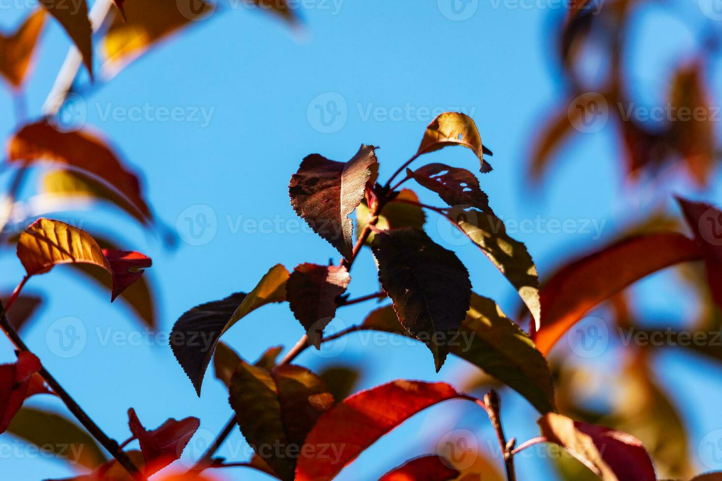 vibrant l'automne feuilles dans divers nuances de orange, rouge, et jaune, création une étourdissant tapis de tomber feuillage. photo