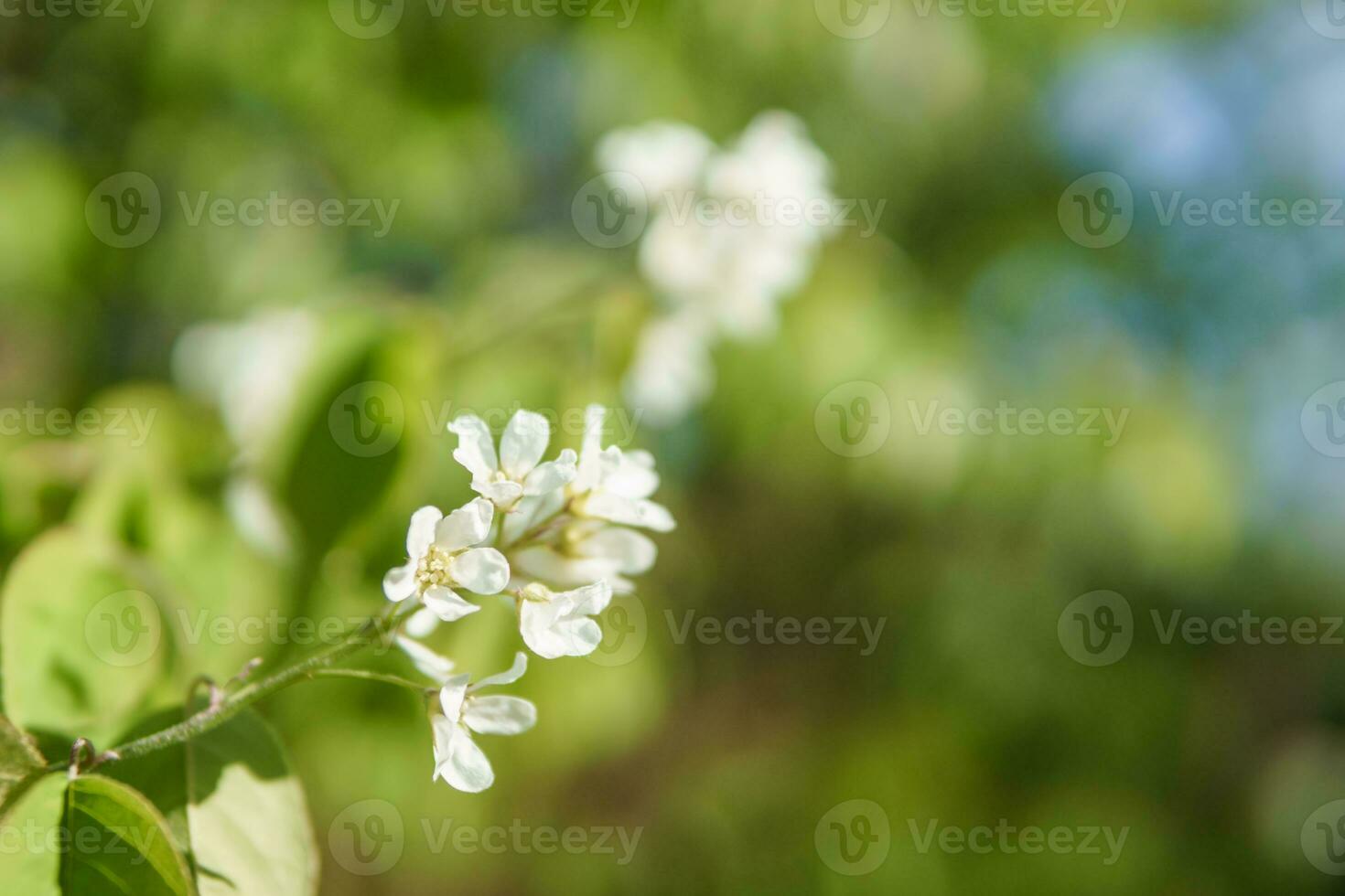épanouissement Cerise branches avec blanc fleurs fermer, Contexte de printemps la nature. macro image de végétation, fermer avec profondeur de champ. photo