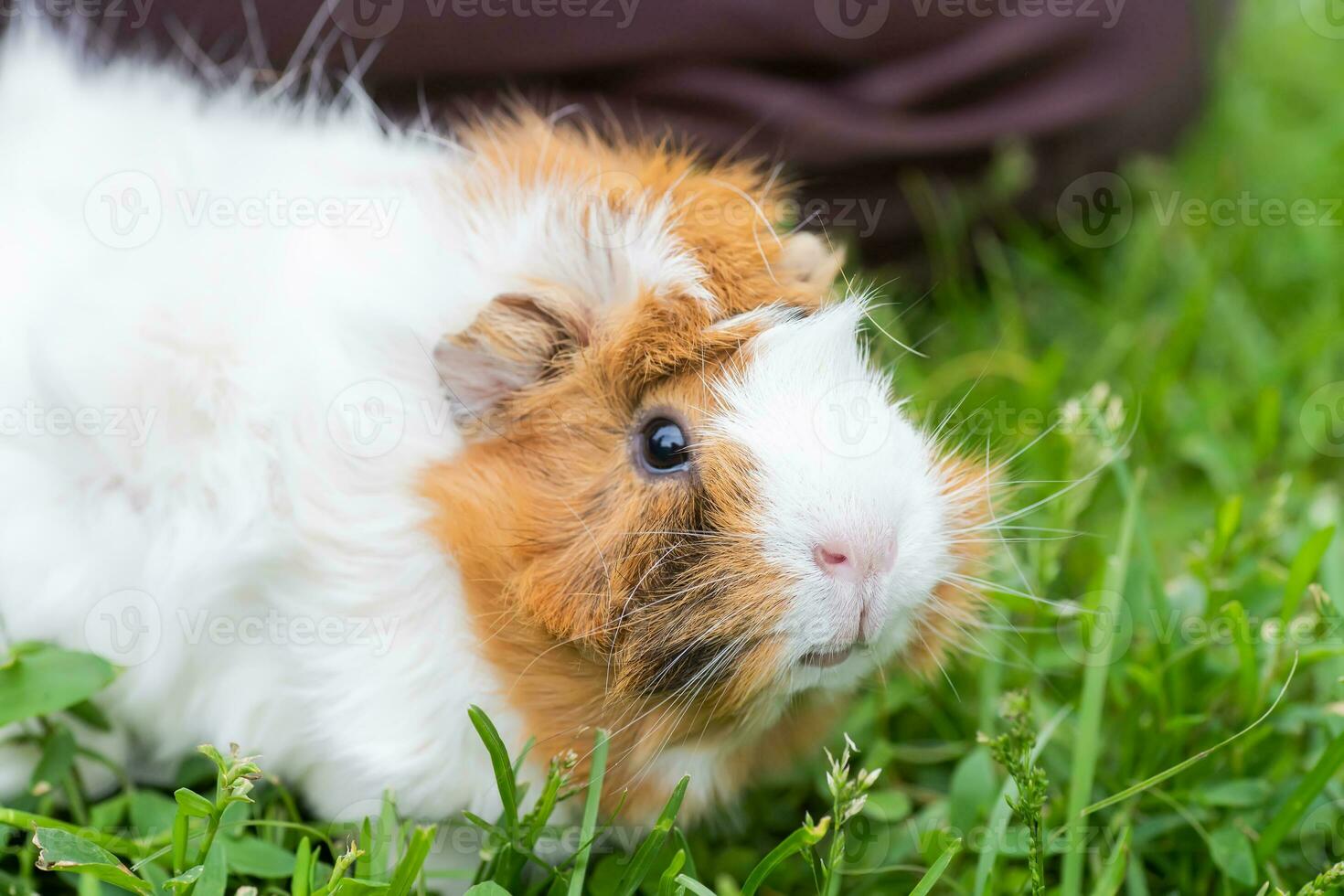 une petit Guinée porc des promenades sur le herbe dans le été. Naturel animal alimentation. le danger de cocher infection photo