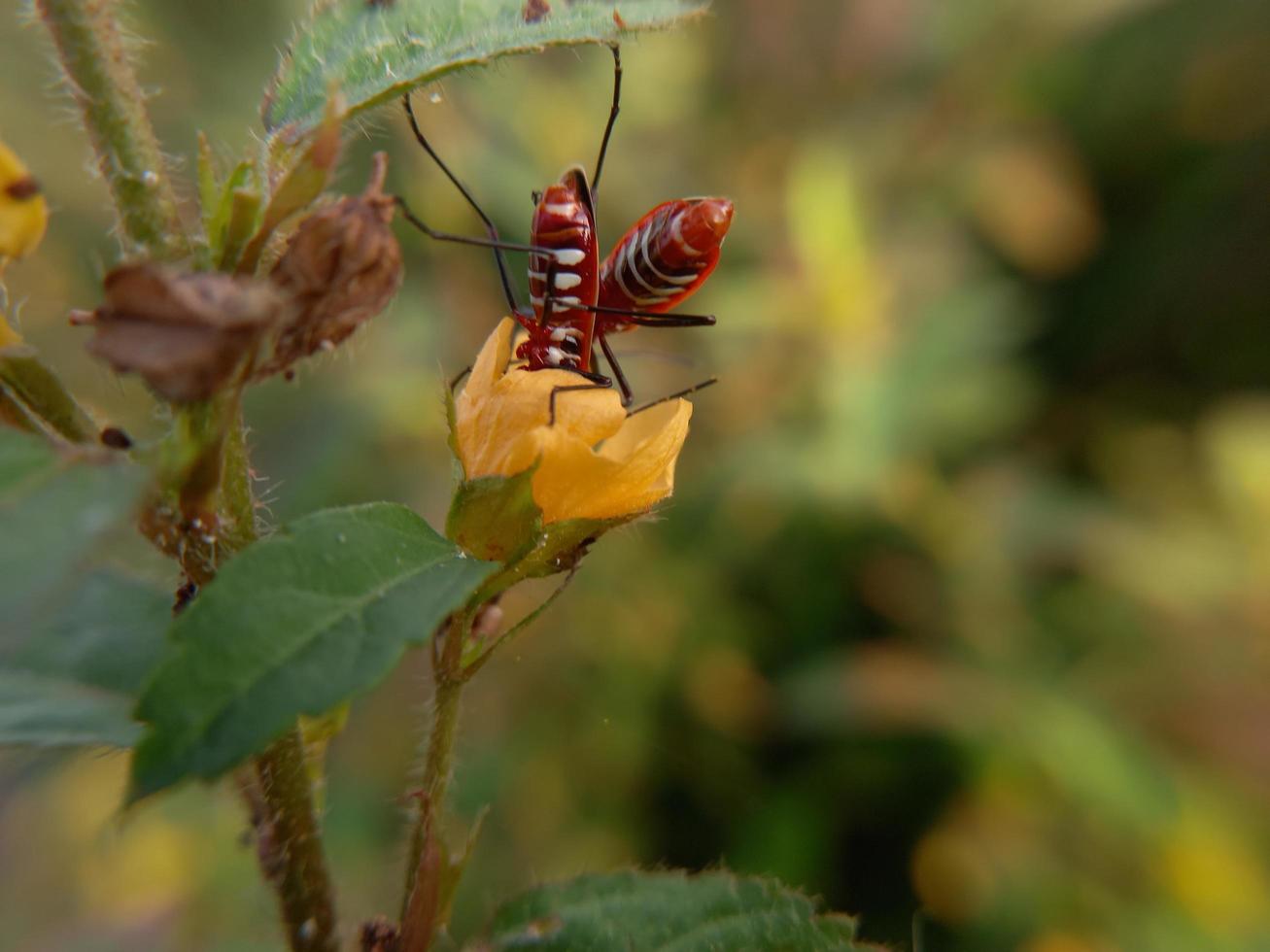 deux insectes rouges avec de longues pattes noires se reproduisant sur des feuilles vertes photo