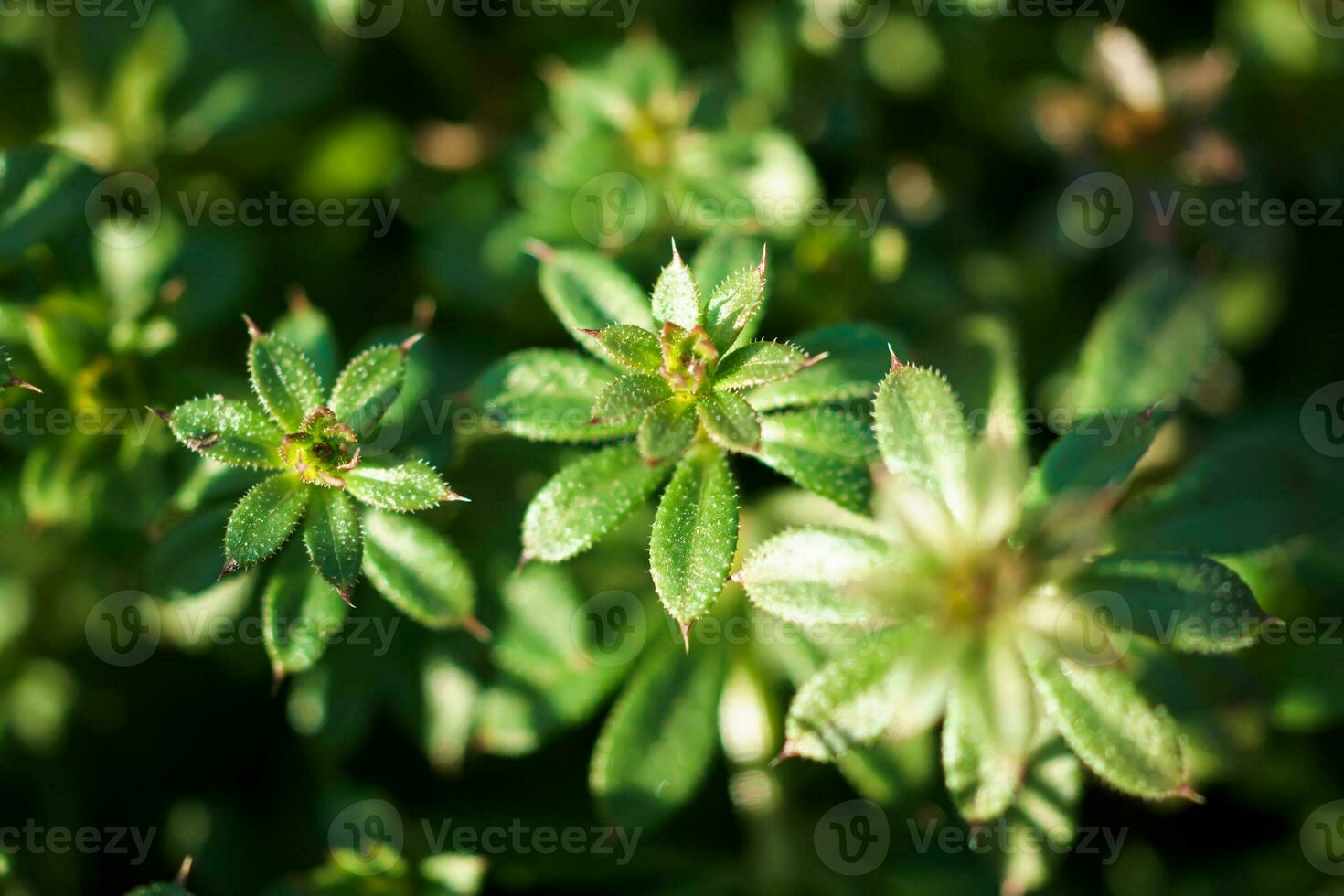 galium aparine couperets, l'herbe à chat, l'herbe collante, Robin-run-the-hedge, gluant bon gré mal gré, gluant saule, stickeljack, et poignée herbe utilisation dans traditionnel médicament pour traitement. doux se concentrer. film grain. photo