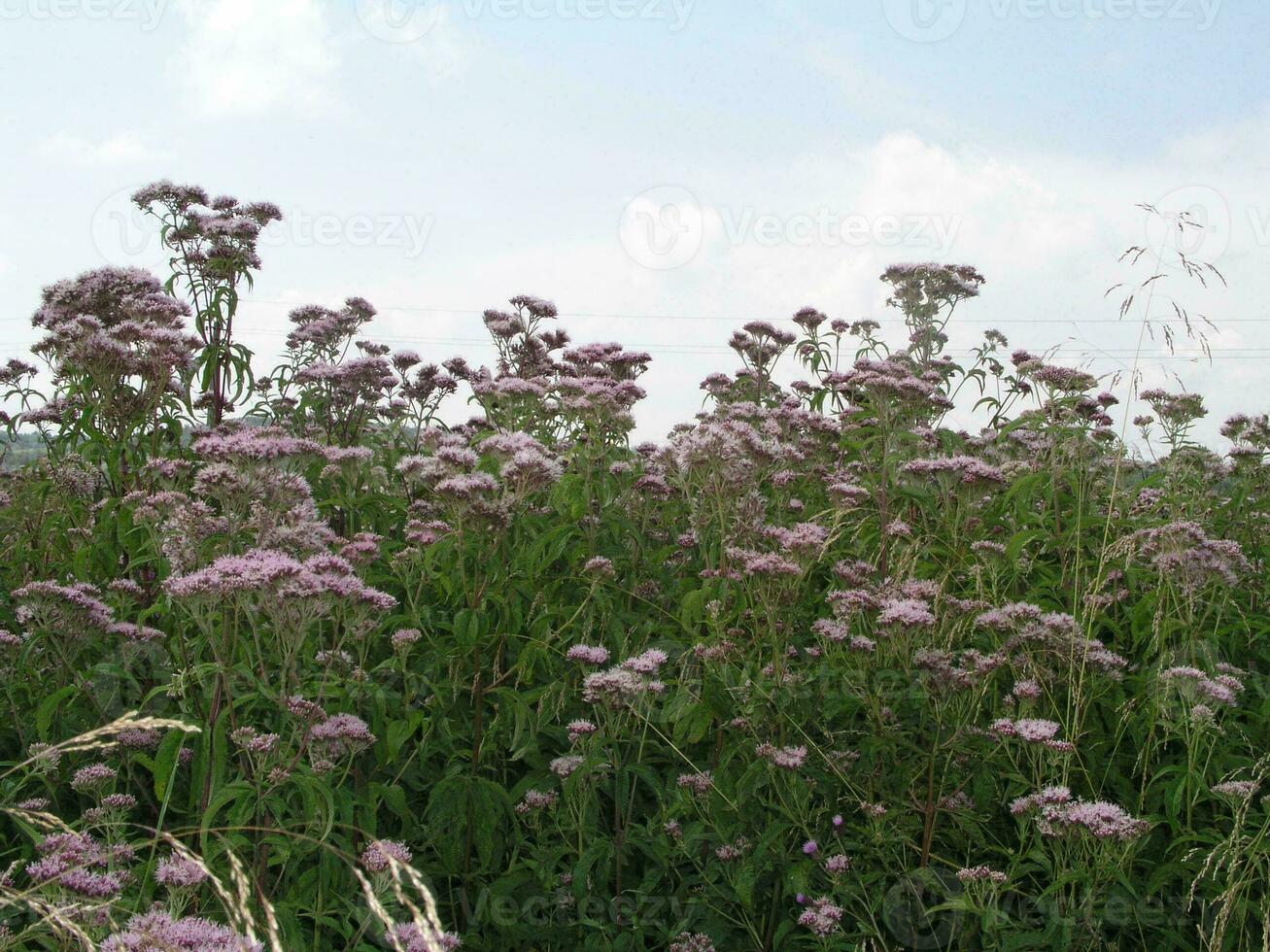 rose duveteux fleurs eupatorium le cannabinum, chanvre-aigremoine ou saint corde croissance sur prairie. mon chéri et médicinal les plantes dans L'Europe . drogue les plantes photo