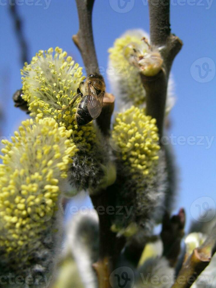 le mon chéri abeille recueille le pollen de le saule. ne pas duveteux bl photo